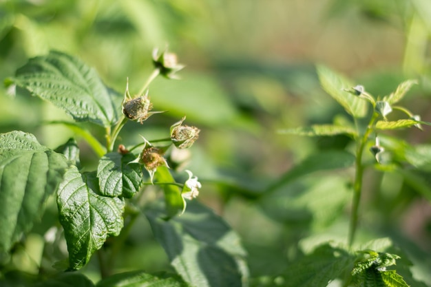 Blühender Himbeerbusch Himbeerblüte und -blume Nahaufnahme