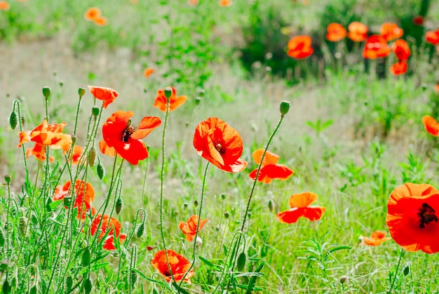 Foto blühender hintergrund der blumenmohnblume