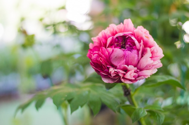 Blühender Hintergrund der rosa Pfingstrose mit grünen Blättern