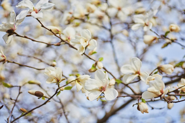 Blühender Hintergrund der weißen Magnolie Botanischer Hintergrund