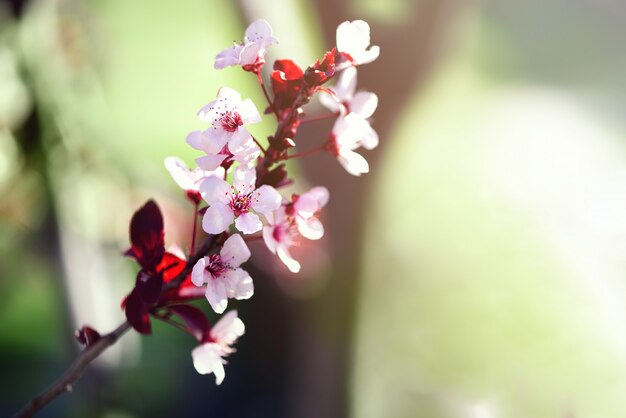 Blühender japanischer Kirschbaum. Blüte Sakura Blumen.