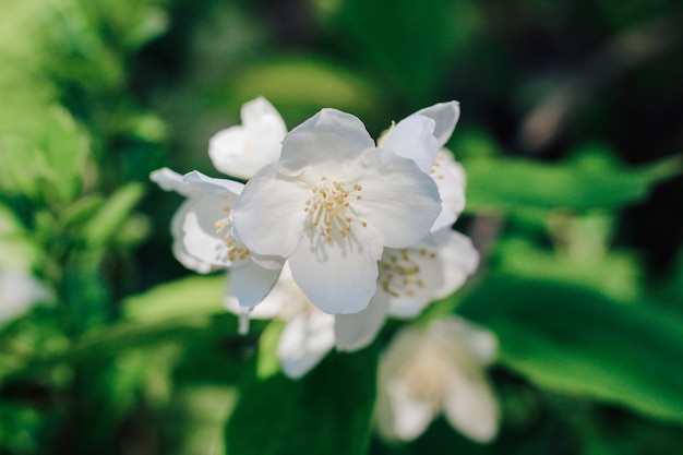 Blühender Jasmin im Garten. weiße Blumen hautnah