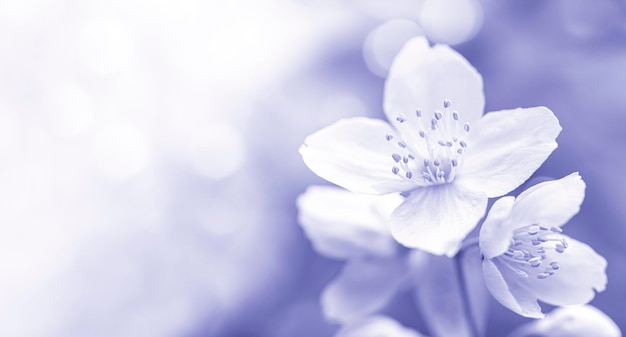 Blühender Jasminbusch mit Blumennahaufnahme auf verschwommenem Hintergrund in der Farbe des 2022-jährigen Very Peri.