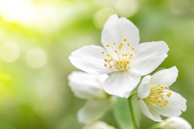 Blühender Jasminbusch mit weißen Blumennahaufnahme auf verschwommenem natürlichem gelbgrünem Hintergrund. Blütezeit im Frühling. Platz kopieren.