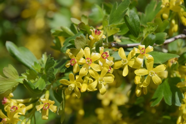 Blühender Johannisbeerstrauch Gold Frühlingsblühende Gartenbeeren