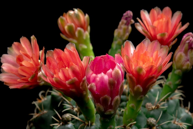Blühender Kaktus blüht Gymnocalycium Baldianum