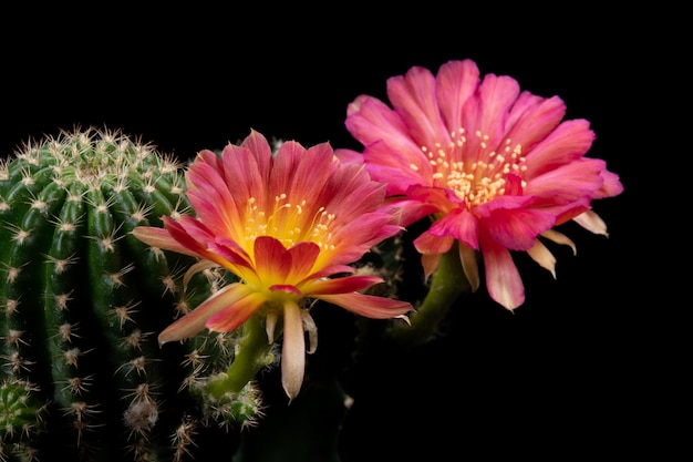 Blühender Kaktus blüht Lobivia-Hybrid-rote Farbe