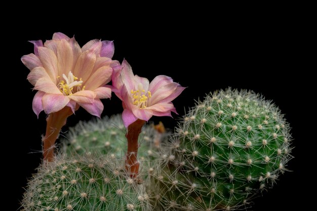 Blühender Kaktus blüht Rebutia-Mischling