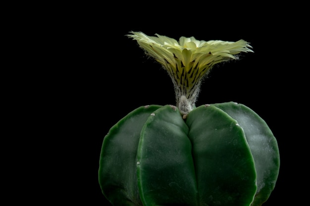 Blühender Kaktus Flower Astrophytum Myriostigma