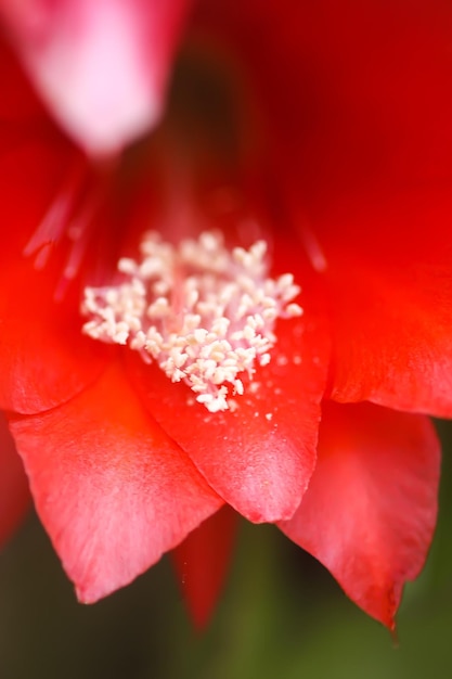 Blühender Kaktus, schöne rote Blumen aus nächster Nähe