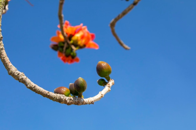 Blühender Kapok der taiwanesischen Frühlings-Kapok-Saison