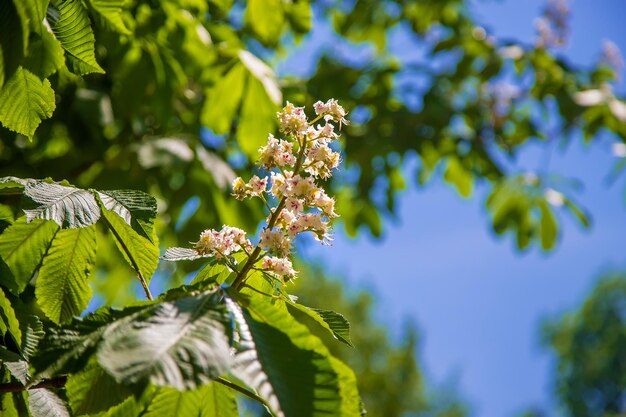 Blühender Kastanienbaum gegen den Himmel Selektiver Fokus