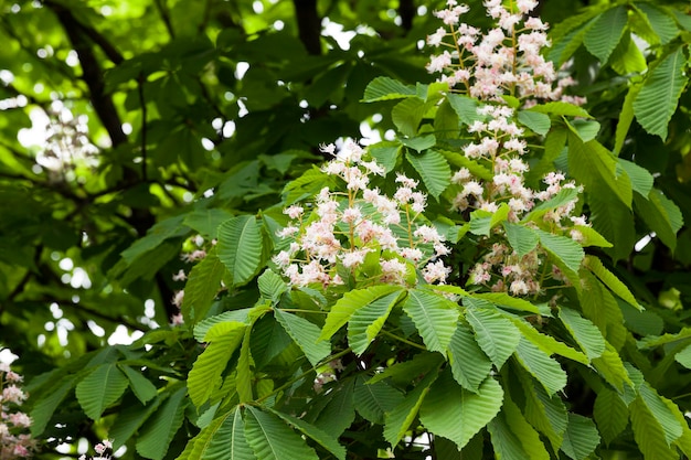 Blühender Kastanienfrühling