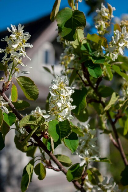 Blühender Kirschbaum Frühlingsblüte Natürlicher Hintergrund