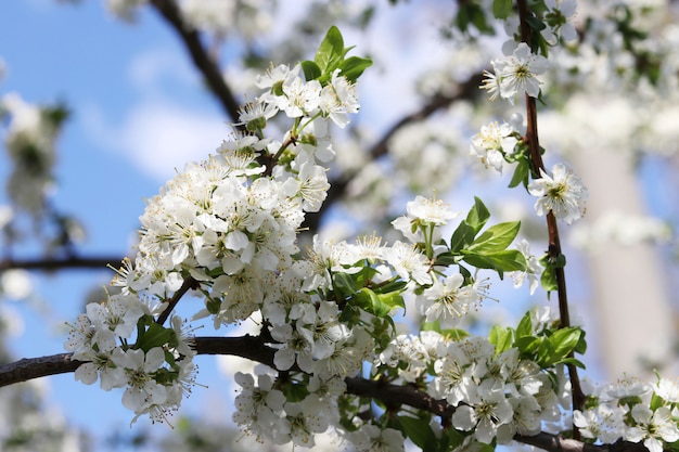 Blühender Kirschbaum im Frühjahr im Garten
