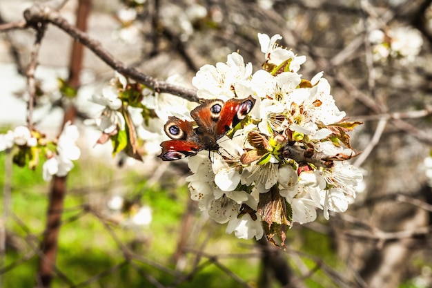 Blühender Kirschbaum im Garten Tagpfauenauge in duftenden Blumen Frühling saisonal