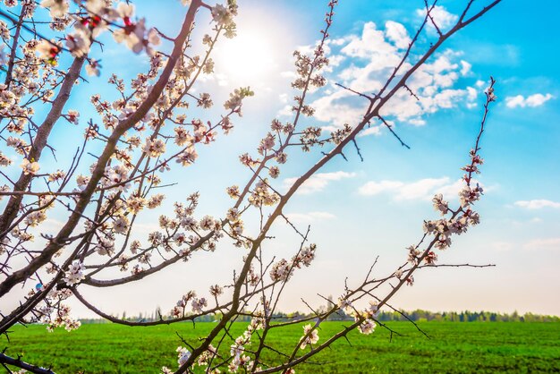 Blühender Kirschbaum im grünen Feld und Frühlingssonne