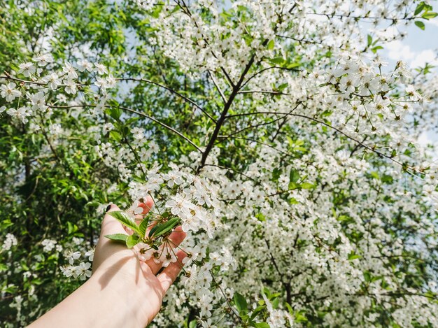 Blühender Kirschbaum im warmen, Frühlingssonnenschein