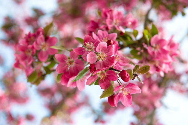 Blühender Kirschbaum. schöne rosa Blüten