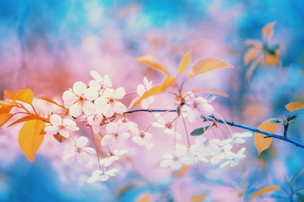 Blühender Kirschbaumzweig an einem sonnigen Frühlingstag