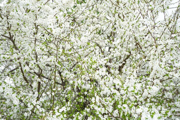 Blühender Kirschhintergrund Nahaufnahme von Kirschblüten