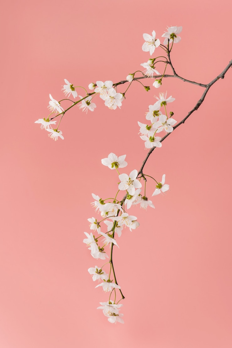 Foto blühender kirschzweig nahaufnahme auf rosa hintergrund.
