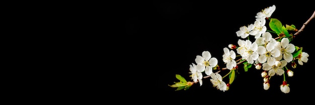 Blühender kirschzweig. weiße frühlingsblumen. weinbaum in voller blüte.