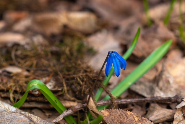 Blühender Krokus im Wald