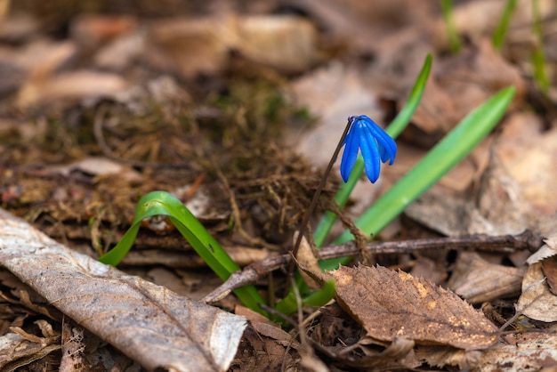 Blühender Krokus im Wald