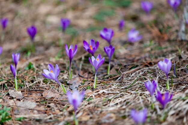 Blühender Krokus im zeitigen Frühjahr