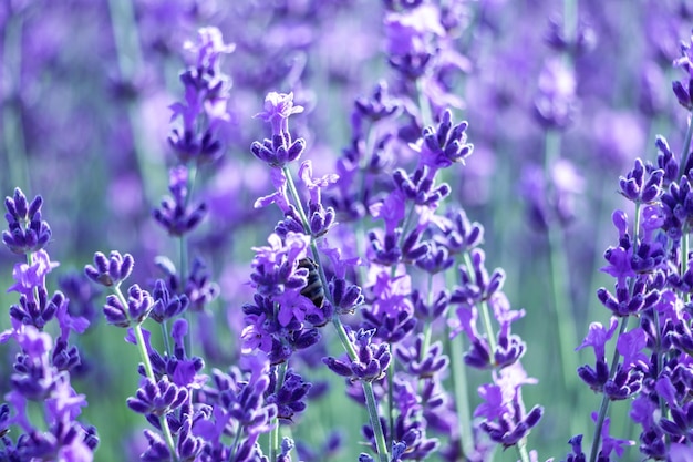 Blühender Lavendel bestäubt von Biene in einem Feld bei Sonnenuntergang Provence Frankreich Nahaufnahme Selektiver Fokus Lavendelblüte Frühlingshintergrund mit schönen violetten Farben und Bokeh-Lichtern