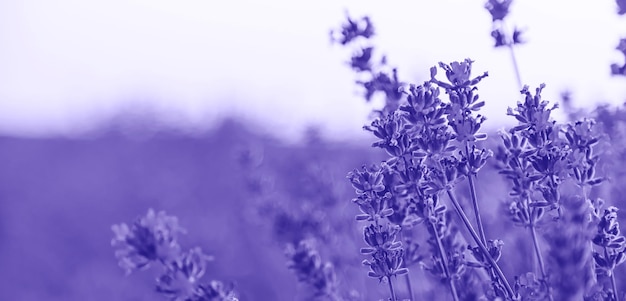 Blühender Lavendel im Garten. sehr peri, Farbe des Jahres 2022, blau, lila, Selektiver Fokus. Natur.