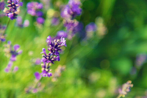 Blühender Lavendel im Garten. Selektiver Fokus. Natur.