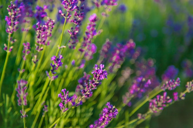 Blühender Lavendel im Garten. Selektiver Fokus.