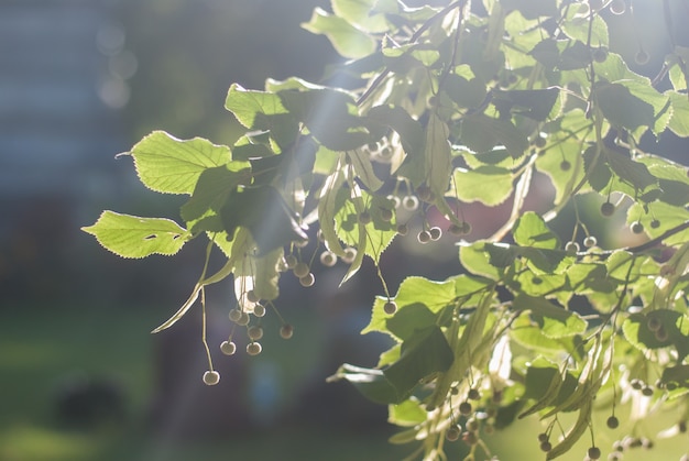 Blühender Lindenzweig im Sonnenlicht