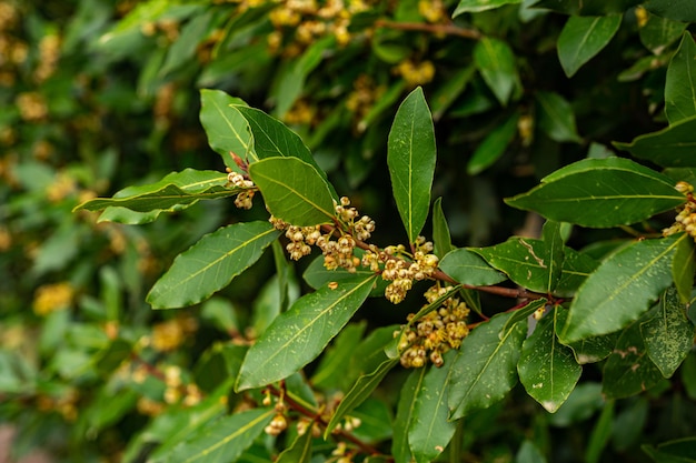 Foto blühender lorbeerstrauch im garten bio-naturprodukt saftig grüne blätter der pflanze würze für gerichte