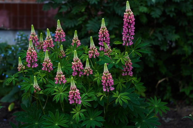 Blühender Lupinenblumenhintergrund des Wandhauses