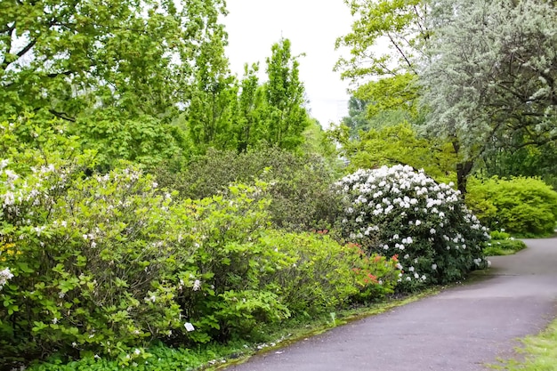 Blühender Magnolienbaum im Frühlingspark Frühling in der Natur