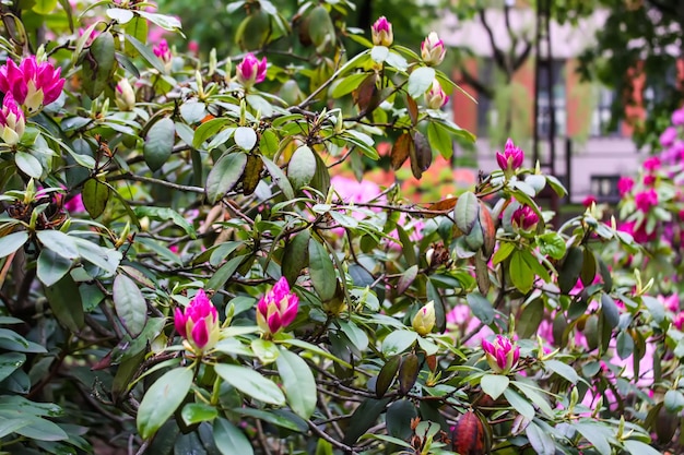 Blühender Magnolienbaum im Frühlingspark Frühling in der Natur