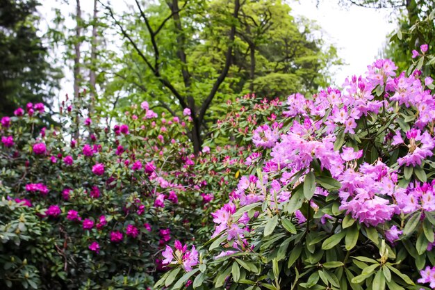 Blühender Magnolienbaum im Frühlingspark Frühling in der Natur