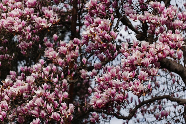 Blühender Magnolienbaum schöner Hintergrund im Vorfrühling