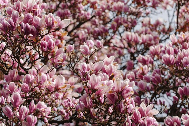 Blühender Magnolienbaum schöner Hintergrund im Vorfrühling