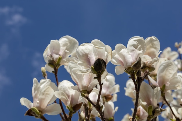 Blühender Magnolienbaum vor dem Hintergrund des Himmels