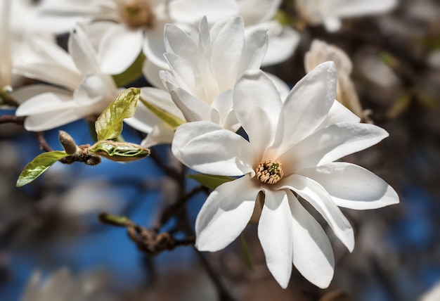 Blühender Magnolienbaum