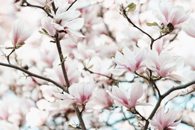 Blühender Magnolienbaumzweig-Frühlingszeitkonzept