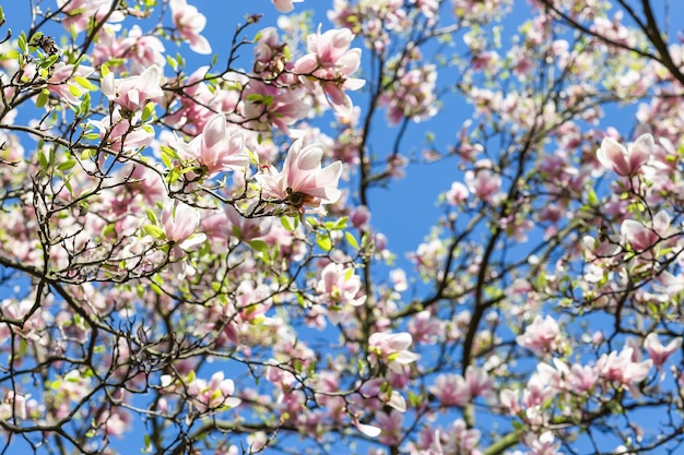 Blühender Magnolienbaumzweig gegen blauen Himmel Frühlingskonzept Selektiver Fokus