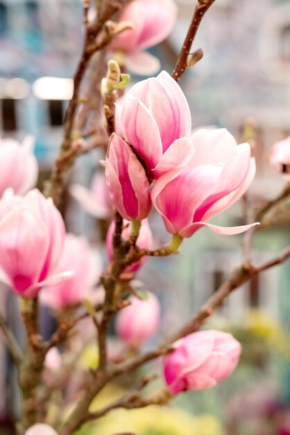 Blühender Magnolienbaumzweig mit zarten rosa Blüten und Knospen im Frühling