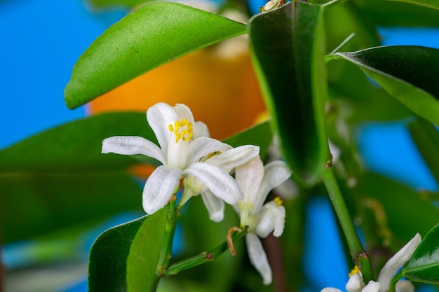 Blühender Mandarinenbaum mit saftigen orangefarbenen Früchten und weißen Blumen Makrofoto