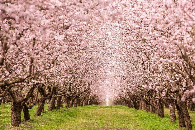 Blühender Mandelbaum Schöne Bäume mit rosa Blüten blühen im Frühling in Europa Mandeln