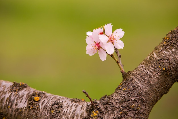 Blühender Mandelbaum Schöne Bäume mit rosa Blüten blühen im Frühling in Europa Mandeln